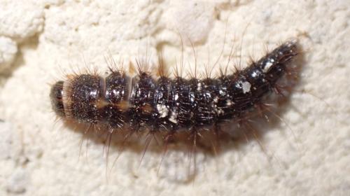 Réf. 309 476 : Dermestes sp.